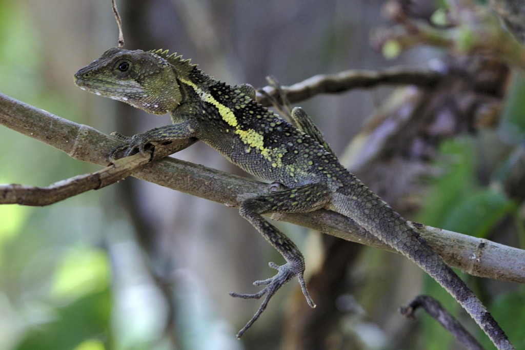 Japalura de Swinhoe - Japalura swinhonis