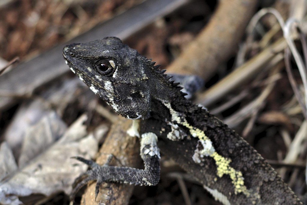 Japalura de Swinhoe - Japalura swinhonis