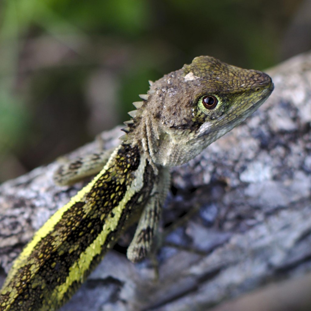 Japalura de Swinhoe - Japalura swinhonis